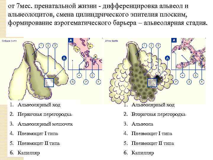 от 7 мес. пренатальной жизни - дифференцировка альвеол и альвеолоцитов, смена цилиндрического эпителия плоским,