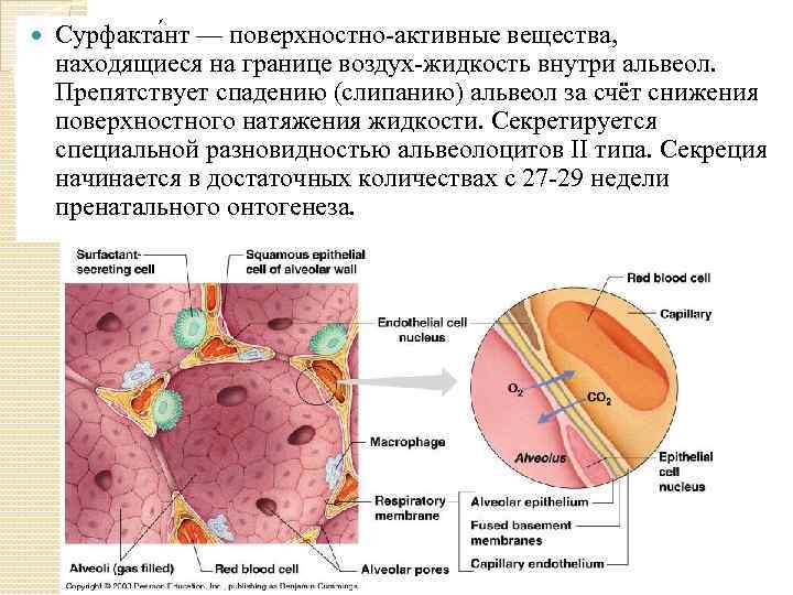  Сурфакта нт — поверхностно-активные вещества, находящиеся на границе воздух-жидкость внутри альвеол. Препятствует спадению