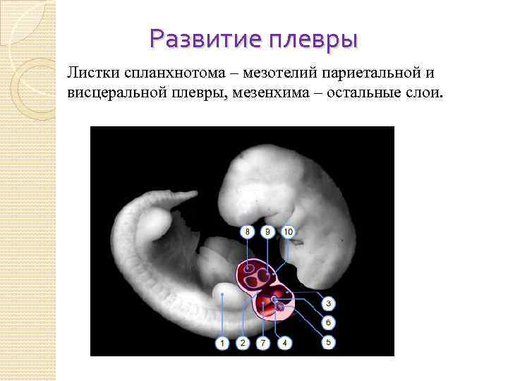 Развитие плевры Листки спланхнотома – мезотелий париетальной и висцеральной плевры, мезенхима – остальные слои.