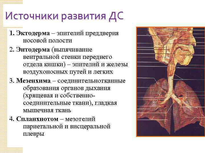 Источники развития ДС 1. Эктодерма – эпителий преддверия носовой полости 2. Энтодерма (выпячивание вентральной