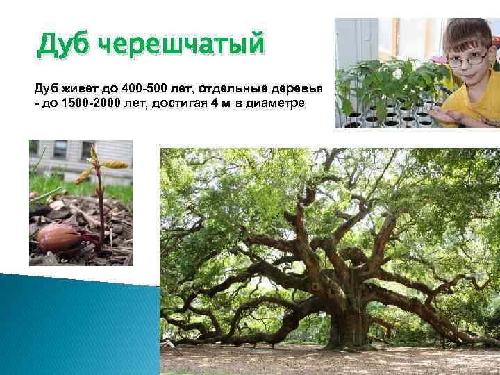 Дуб черешчатый Дуб живет до 400 -500 лет, отдельные деревья - до 1500 -2000