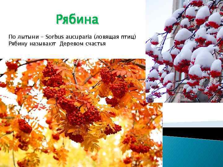 Рябина По лытыни - Sorbus aucuparia (ловящая птиц) Рябину называют Деревом счастья 