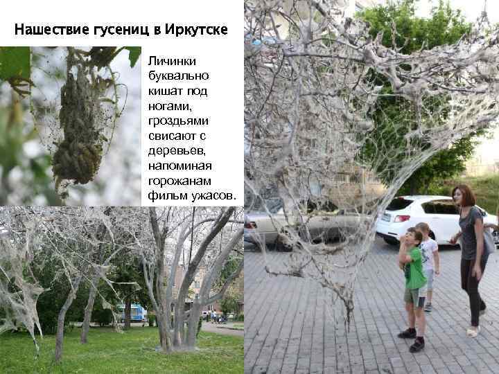 Нашествие гусениц в Иркутске Личинки буквально кишат под ногами, гроздьями свисают с деревьев, напоминая