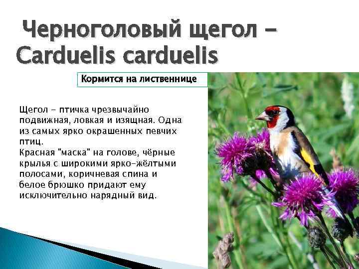 Черноголовый щегол Carduelis carduelis Кормится на лиственнице Щегол - птичка чрезвычайно подвижная, ловкая и