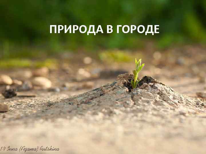 ПРИРОДА В ГОРОДЕ 