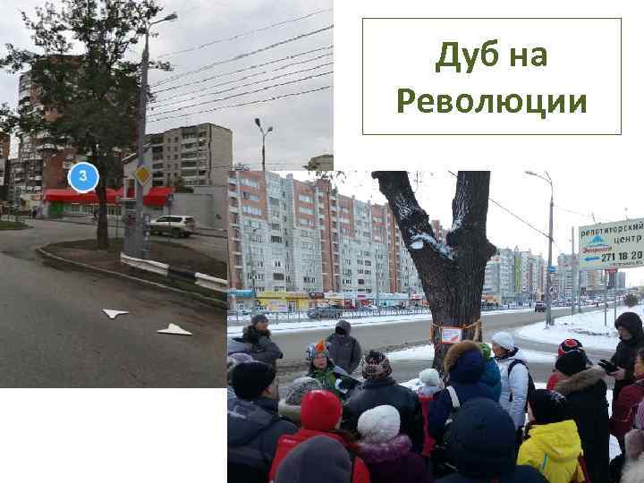 Дуб на Революции 