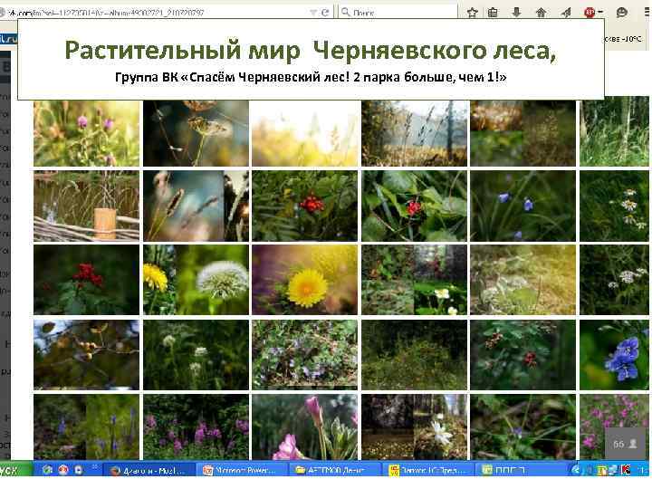 Растительный мир Черняевского леса, Группа ВК «Спасём Черняевский лес! 2 парка больше, чем 1!»