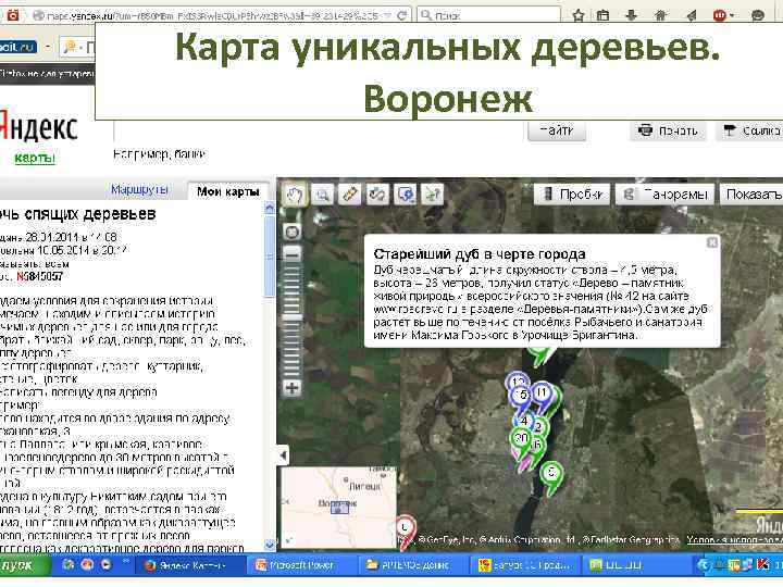 Карта уникальных деревьев. Воронеж 