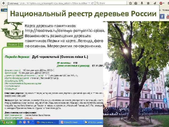 Национальный реестр деревьев России Карта деревьев-памятников http: //rosdrevo. ru/derevya-pamyatniki-spisok. Возможность размещения деревьев памятников Перми