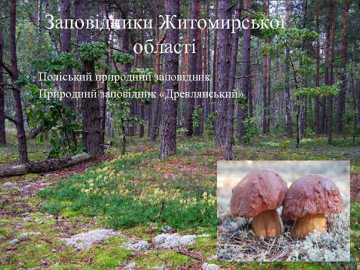Заповідники Житомирської області Поліський природний заповідник Природний заповідник «Древлянський» 