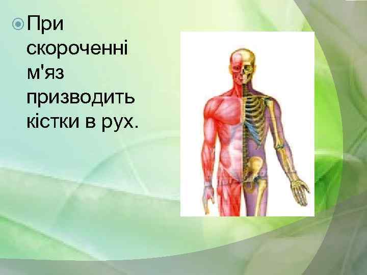  При скороченні м'яз призводить кістки в рух. 