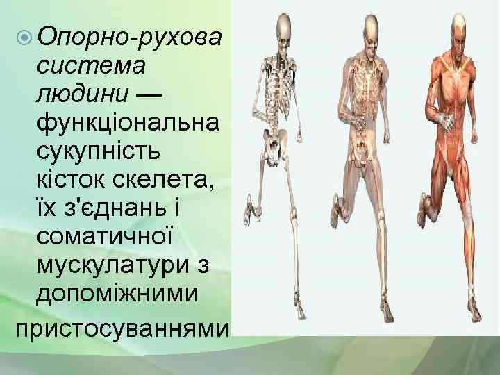  Опорно-рухова система людини — функціональна сукупність кісток скелета, їх з'єднань і соматичної мускулатури