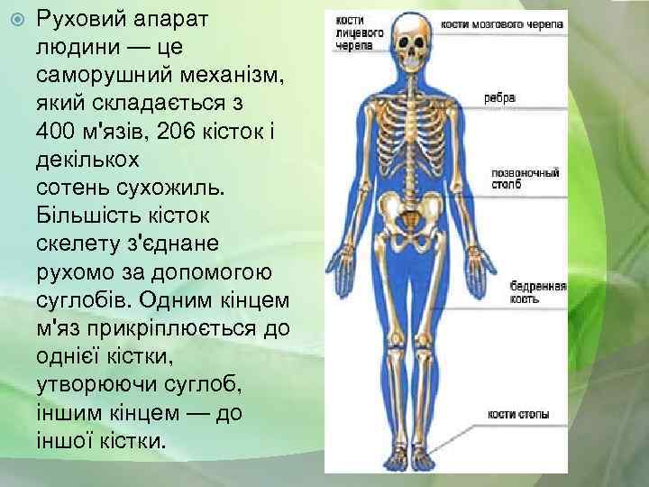  Руховий апарат людини — це саморушний механізм, який складається з 400 м'язів, 206