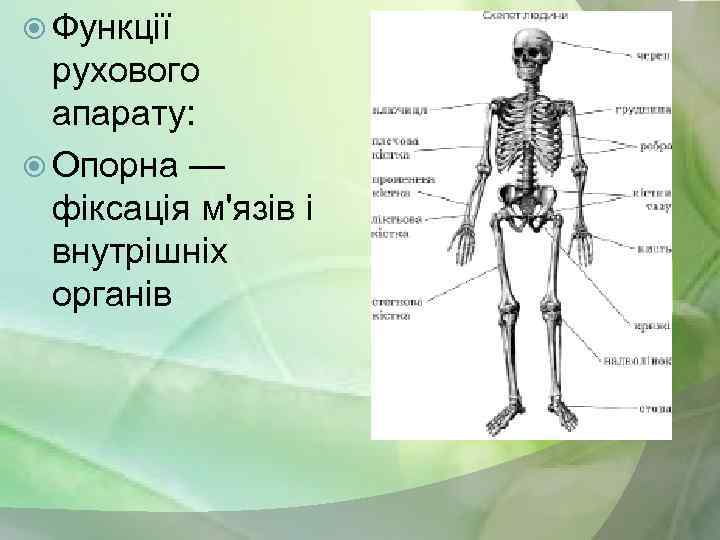  Функції рухового апарату: Опорна — фіксація м'язів і внутрішніх органів 