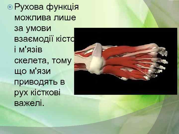  Рухова функція можлива лише за умови взаємодії кісток і м'язів скелета, тому що