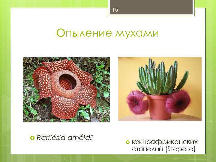 10 Опыление мухами Rafflésia arnóldii южноафриканских стапелий (Stapelia) 