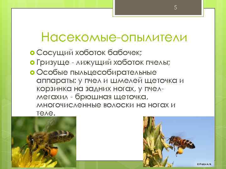 5 Насекомые-опылители Сосущий хоботок бабочек; Гризуще - лижущий хоботок пчелы; Особые пыльцесобирательные аппараты: у