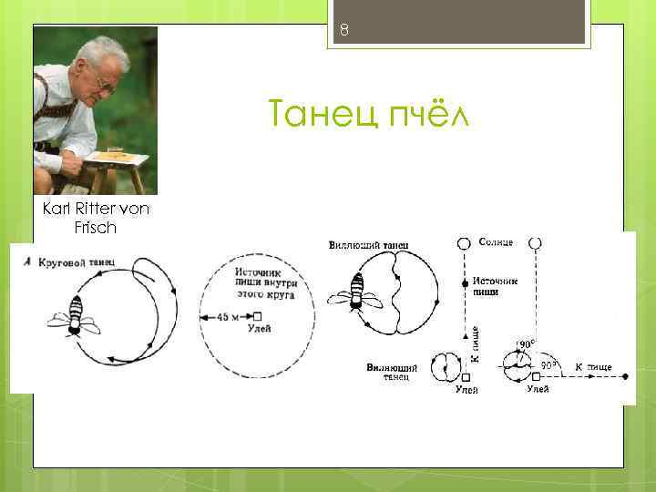 8 Танец пчёл Karl Ritter von Frisch 