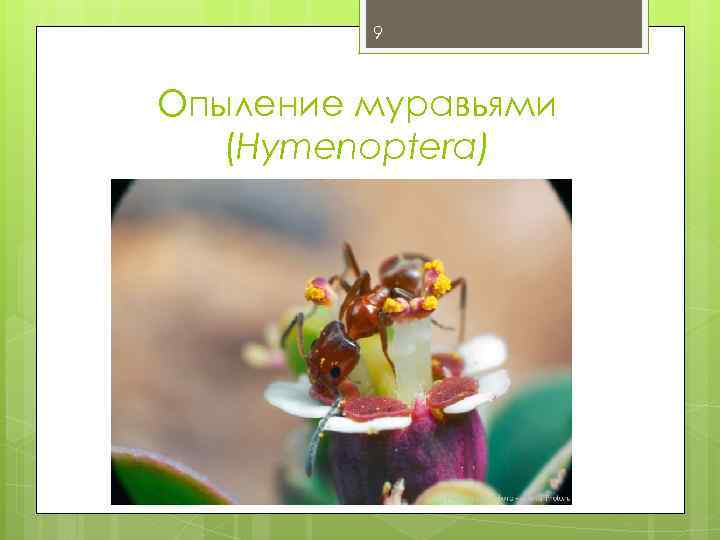 9 Опыление муравьями (Hymenoptera) 