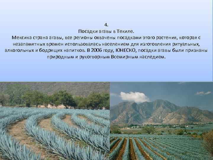 4. Посадки агавы в Текиле. Мексика страна агавы, все регионы охвачены посадками этого растения,