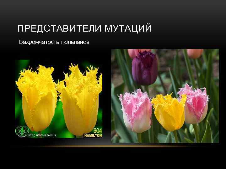 ПРЕДСТАВИТЕЛИ МУТАЦИЙ Бахромчатость тюльпанов 