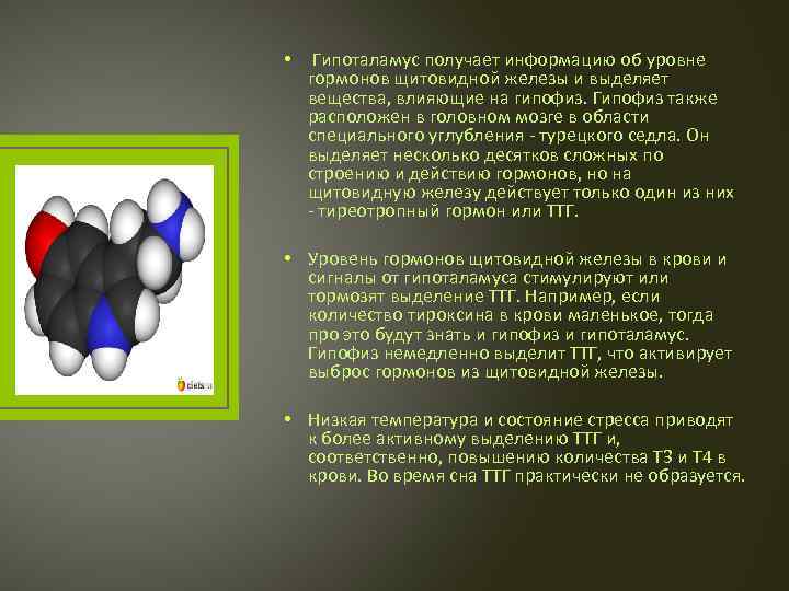  • Гипоталамус получает информацию об уровне гормонов щитовидной железы и выделяет вещества, влияющие