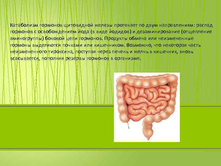 Катаболизм гормонов щитовидной железы протекает по двум направлениям: распад гормонов с освобождением йода (в