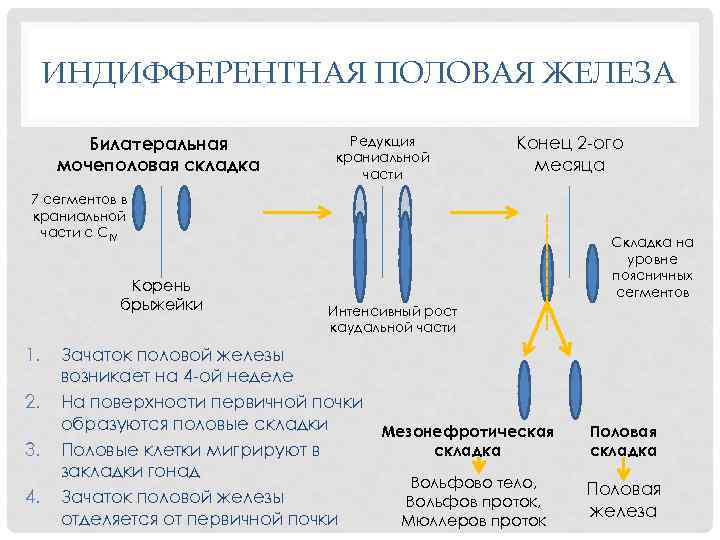 ИНДИФФЕРЕНТНАЯ ПОЛОВАЯ ЖЕЛЕЗА Билатеральная мочеполовая складка Редукция краниальной части Конец 2 -ого месяца 7