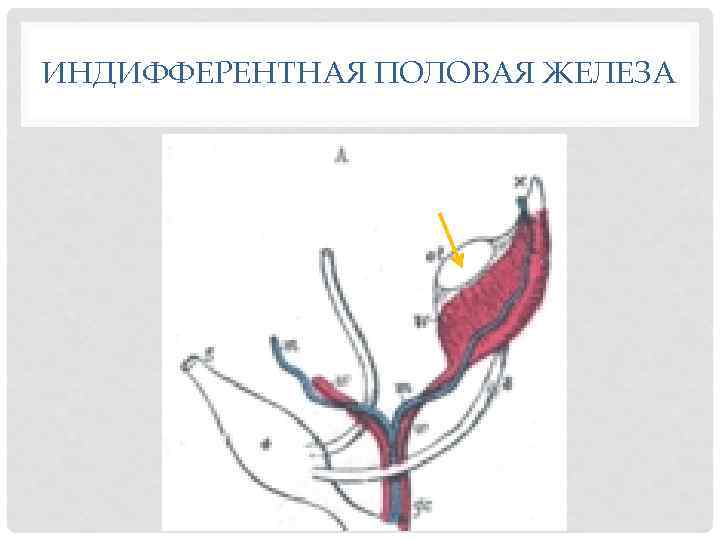 ИНДИФФЕРЕНТНАЯ ПОЛОВАЯ ЖЕЛЕЗА 