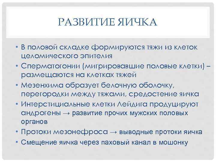 РАЗВИТИЕ ЯИЧКА • В половой складке формируются тяжи из клеток целомического эпителия • Сперматогонии