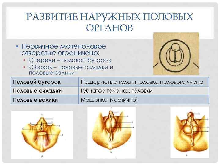 РАЗВИТИЕ НАРУЖНЫХ ПОЛОВЫХ ОРГАНОВ • Первичное мочеполовое отверстие ограничено: • Спереди – половой бугорок