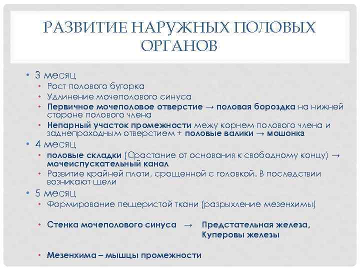 РАЗВИТИЕ НАРУЖНЫХ ПОЛОВЫХ ОРГАНОВ • 3 месяц • Рост полового бугорка • Удлинение мочеполового