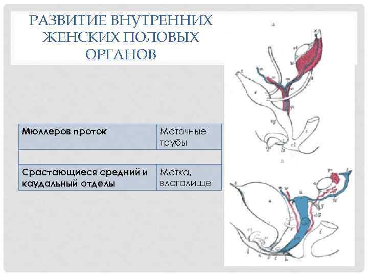 РАЗВИТИЕ ВНУТРЕННИХ ЖЕНСКИХ ПОЛОВЫХ ОРГАНОВ Мюллеров проток Маточные трубы Срастающиеся средний и каудальный отделы