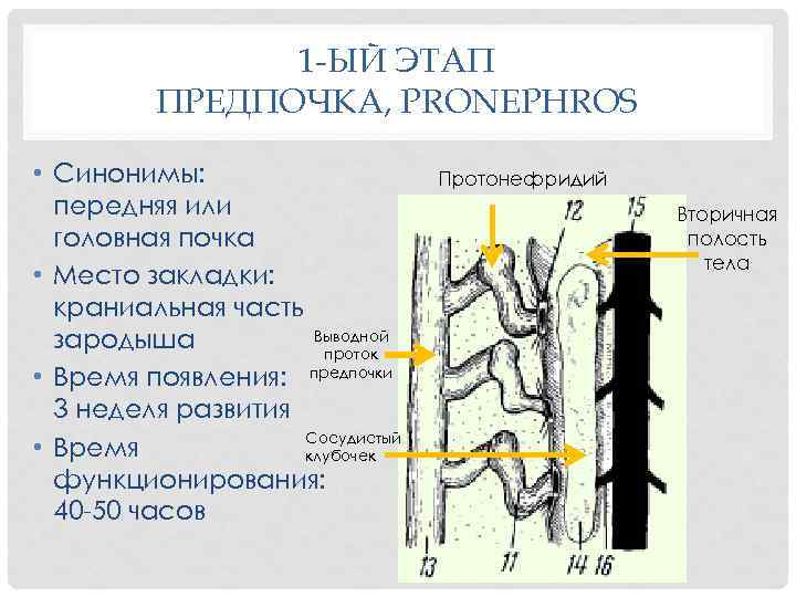 1 -ЫЙ ЭТАП ПРЕДПОЧКА, PRONEPHROS • Синонимы: передняя или головная почка • Место закладки: