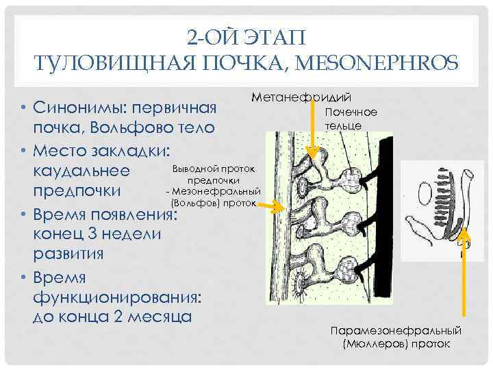 2 -ОЙ ЭТАП ТУЛОВИЩНАЯ ПОЧКА, MESONEPHROS Метанефридий • Синонимы: первичная почка, Вольфово тело •