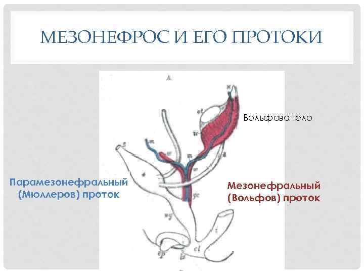 МЕЗОНЕФРОС И ЕГО ПРОТОКИ Вольфово тело Парамезонефральный (Мюллеров) проток Мезонефральный (Вольфов) проток 