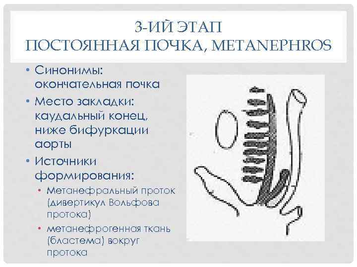 3 -ИЙ ЭТАП ПОСТОЯННАЯ ПОЧКА, METANEPHROS • Синонимы: окончательная почка • Место закладки: каудальный