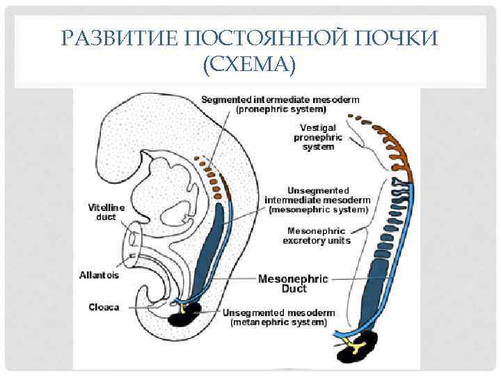 РАЗВИТИЕ ПОСТОЯННОЙ ПОЧКИ (СХЕМА) 