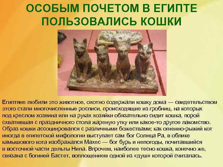 ОСОБЫМ ПОЧЕТОМ В ЕГИПТЕ ПОЛЬЗОВАЛИСЬ КОШКИ Египтяне любили это животное, охотно содержали кошку дома