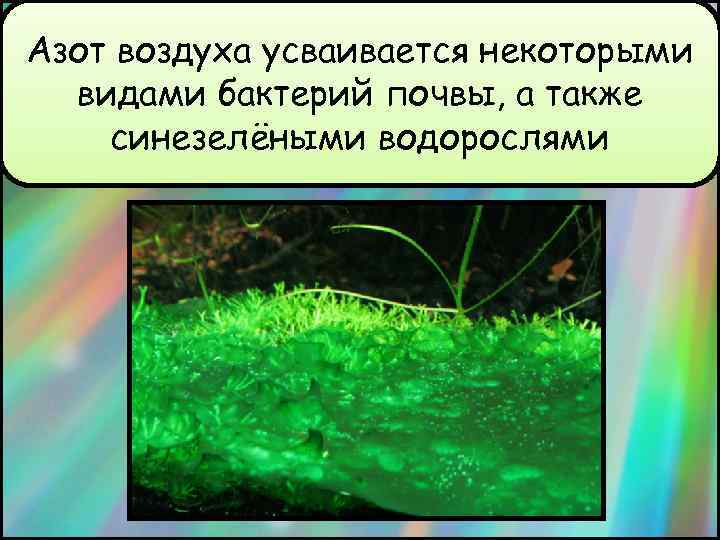 Азот воздуха усваивается некоторыми видами бактерий почвы, а также синезелёными водорослями 