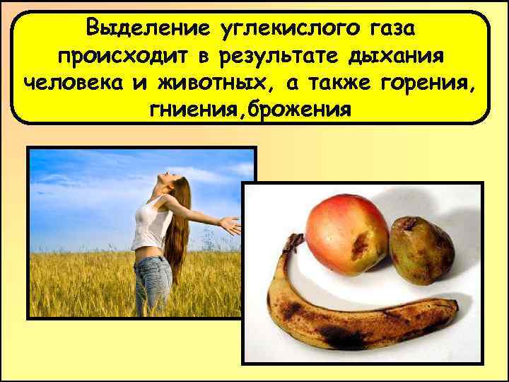 Выделение углекислого газа происходит в результате дыхания человека и животных, а также горения, гниения,