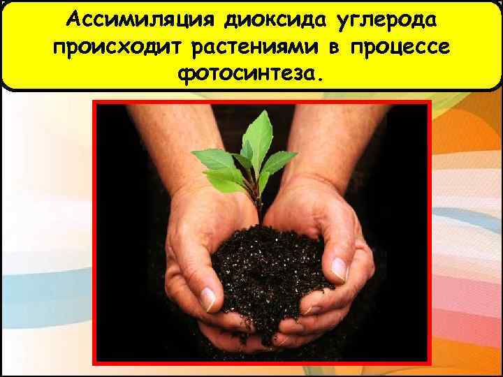 Ассимиляция диоксида углерода происходит растениями в процессе фотосинтеза. 