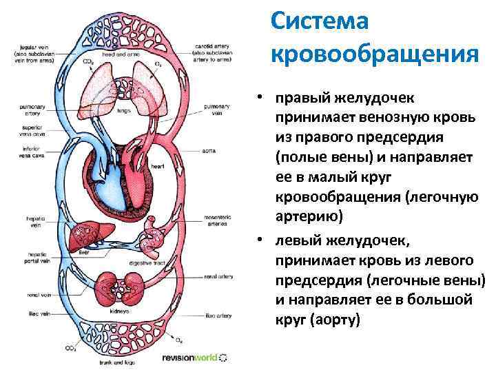 Система кровообращения • правый желудочек принимает венозную кровь из правого предсердия (полые вены) и