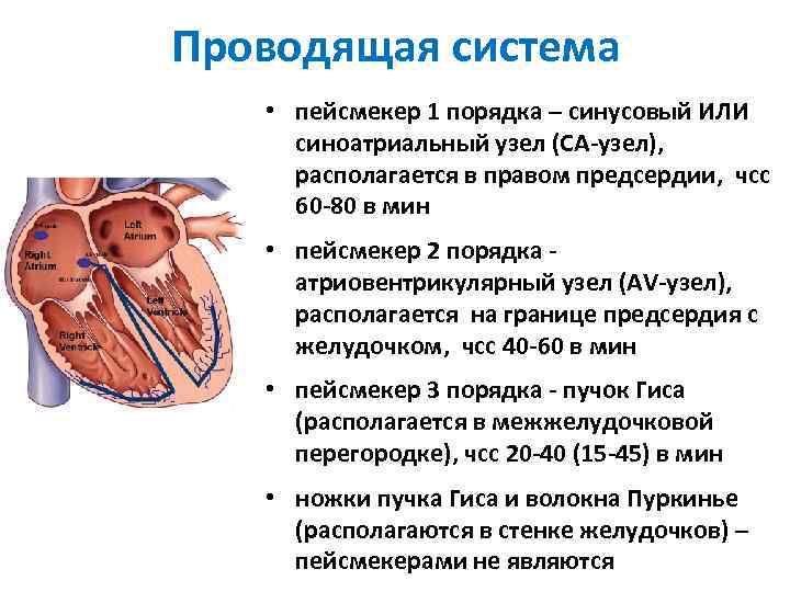 Проводящая система • пейсмекер 1 порядка – синусовый ИЛИ синоатриальный узел (СА-узел), располагается в