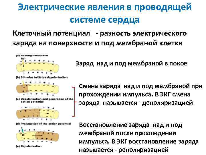 Электрические явления в проводящей системе сердца Клеточный потенциал - разность электрического заряда на поверхности