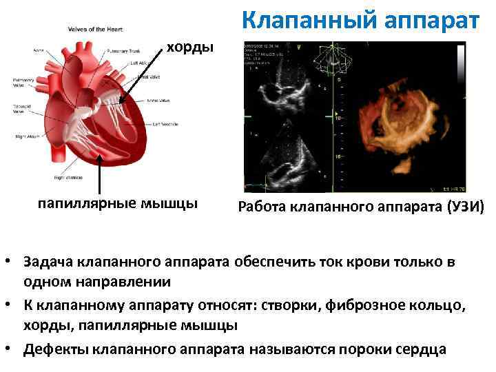 Клапанный аппарат хорды папиллярные мышцы Работа клапанного аппарата (УЗИ) • Задача клапанного аппарата обеспечить