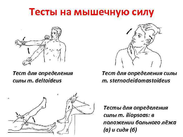 Тесты на мышечную силу Тест для определения силы m. deltoideus Тест для определения силы