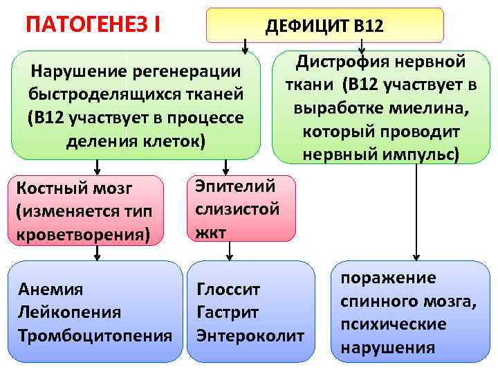 ПАТОГЕНЕЗ I ДЕФИЦИТ В 12 Нарушение регенерации быстроделящихся тканей (В 12 участвует в процессе
