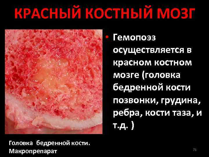 КРАСНЫЙ КОСТНЫЙ МОЗГ • Гемопоэз осуществляется в красном костном мозге (головка бедренной кости позвонки,