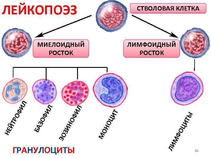 Схема клеток крови